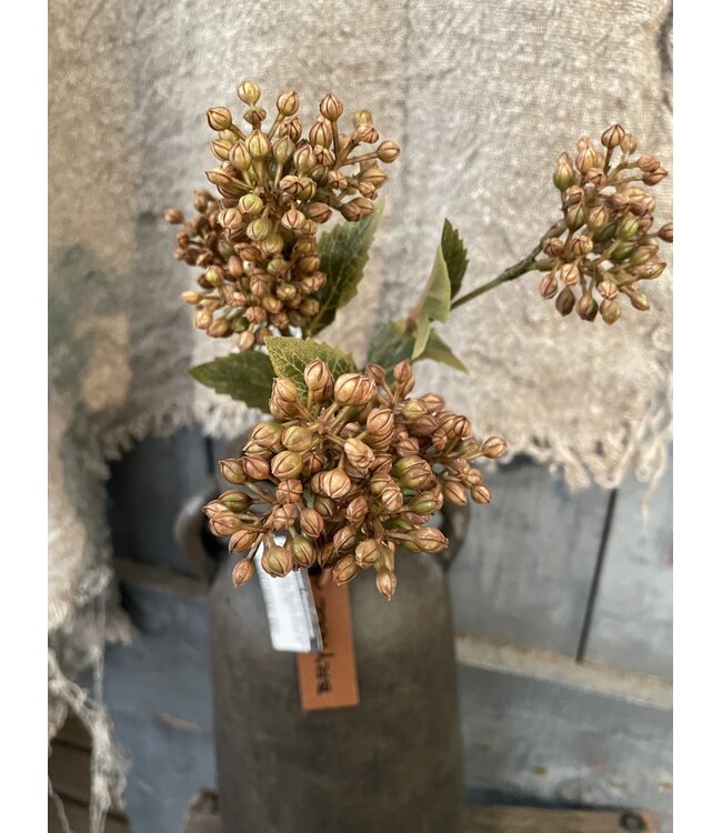Sedum Fructus Ant. Brown 50 cm