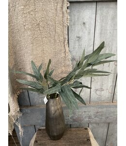 Eucalyptus Lancefolia Grey 75 cm