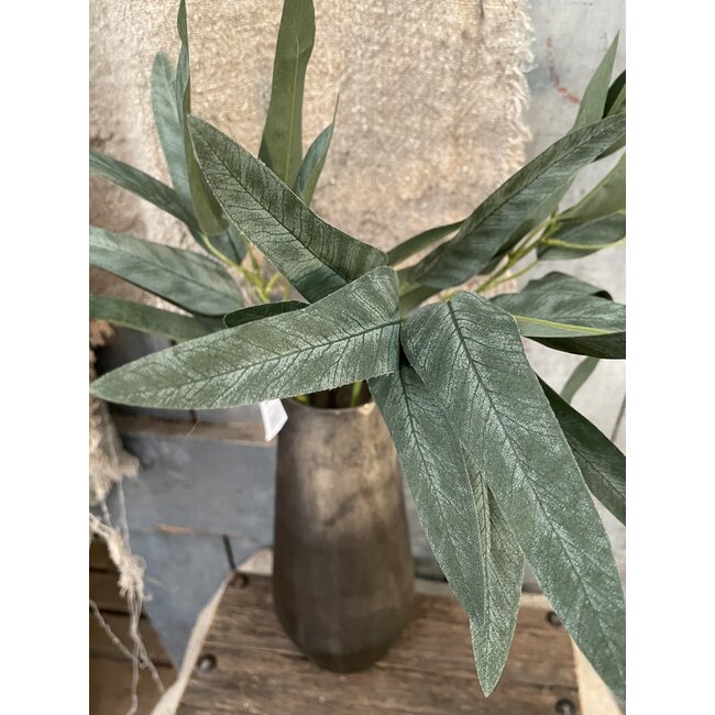 ## Eucalyptus Lancefolia Grey 75 cm