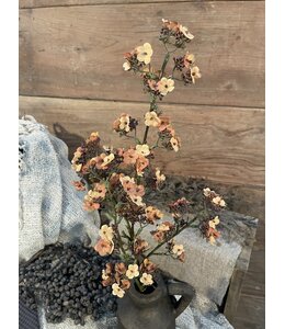 Oranje/gele Ganzerik - Potentilla 102 cm