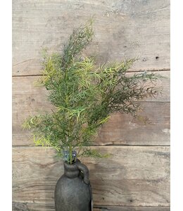 ASPARAGUS BUSH BRONZE XL 85 cm