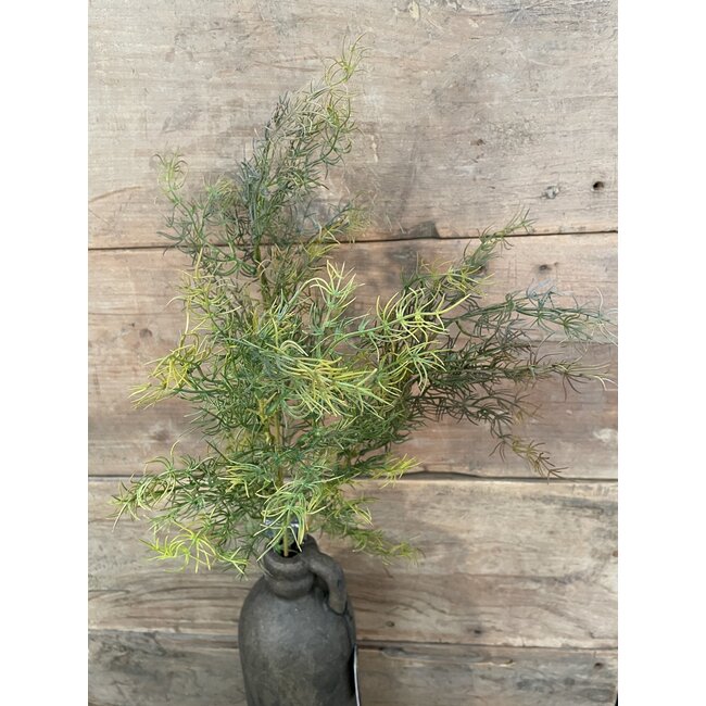 ## ASPARAGUS BUSH BRONZE XL 85 cm