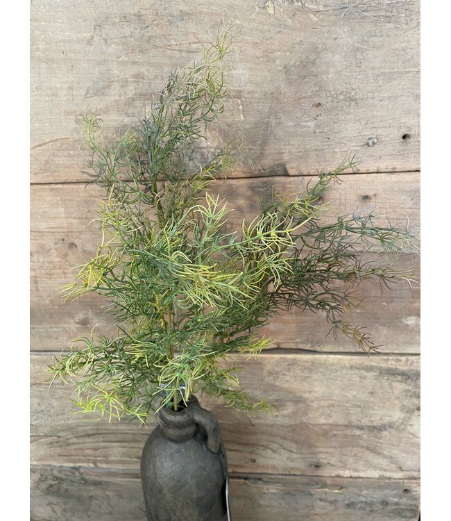 ### ASPARAGUS BUSH BRONZE XL 85 cm
