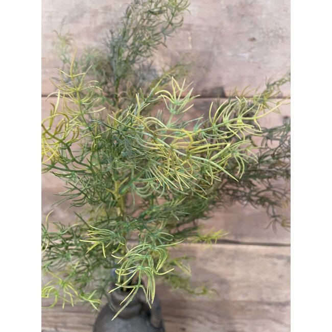 ## ASPARAGUS BUSH BRONZE XL 85 cm