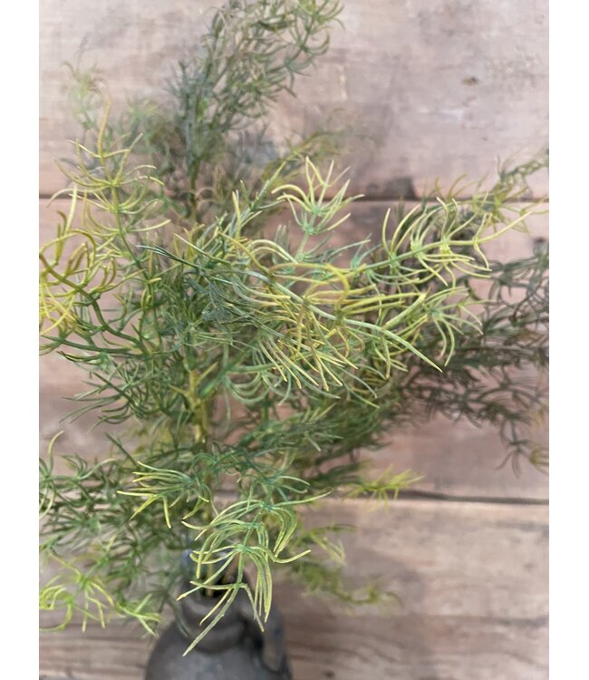 ### ASPARAGUS BUSH BRONZE XL 85 cm