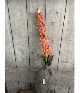 Delphinium Coffee 90 cm