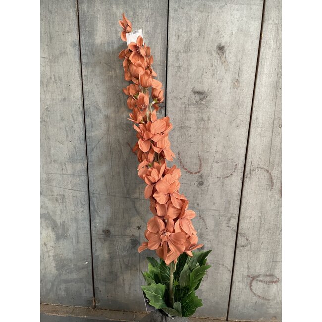 ## Delphinium Coffee 90 cm