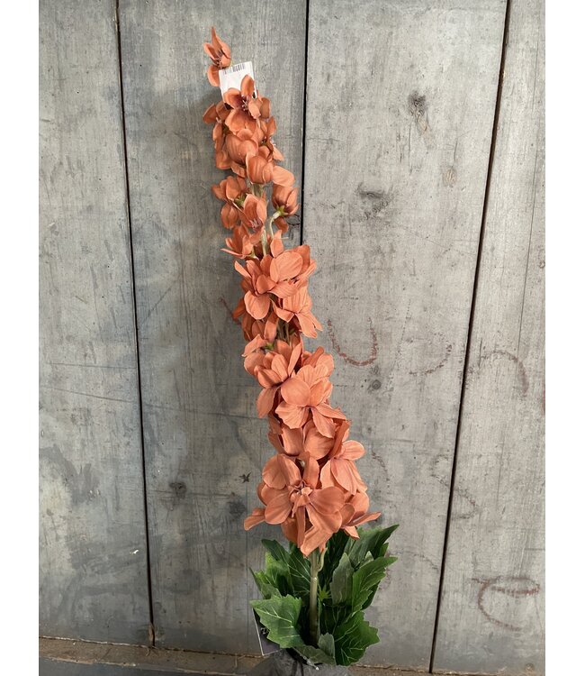 Delphinium Coffee 90 cm