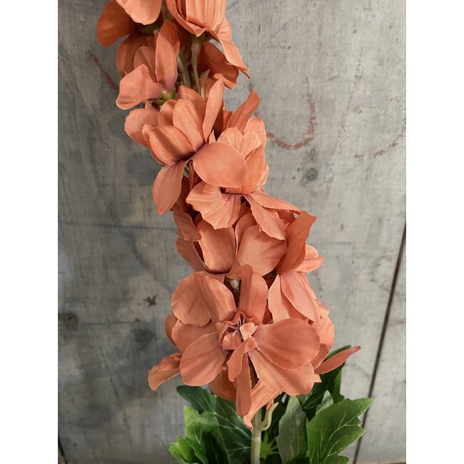 ## Delphinium Coffee 90 cm