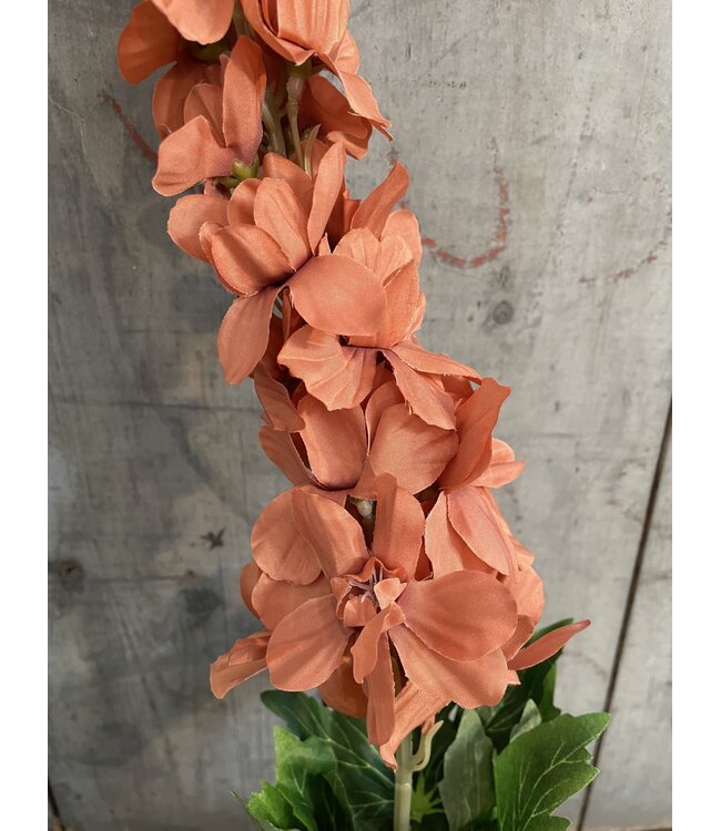 Delphinium Coffee 90 cm