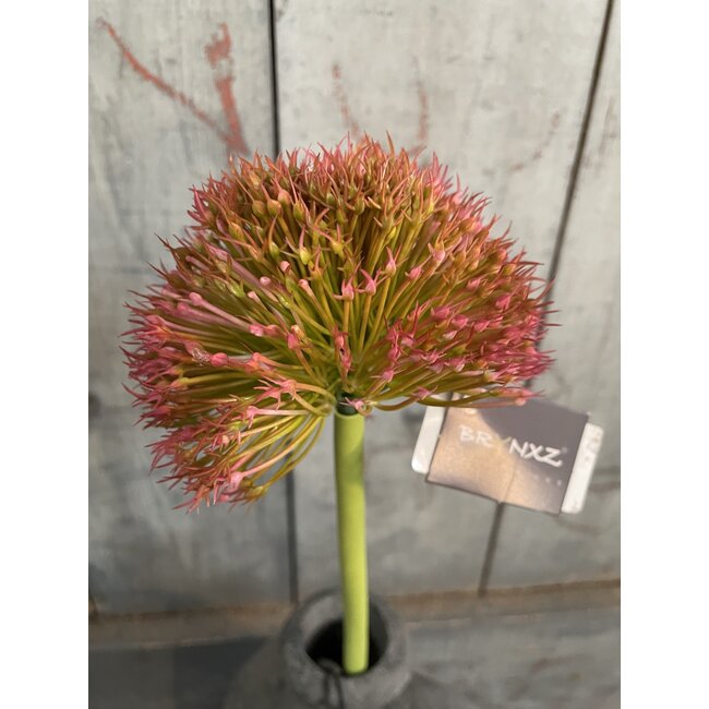## Allium Autumn Perfect Dark Pink Grande 75 cm