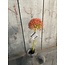 ## Allium A 75 cmutumn Perfect Red