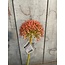 ## Allium A 75 cmutumn Perfect Red