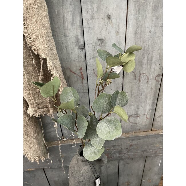 Countryfield ## Myrtaceae Brent L groen-L79B16H2CM