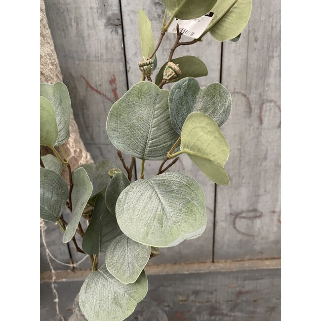 Countryfield ## Myrtaceae Brent L groen-L79B16H2CM
