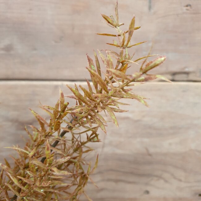 Juniperus Brown - 71 cm - kunst