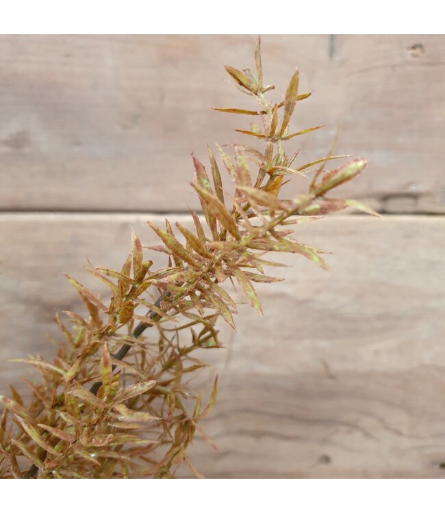 ## Juniperus Brown - 71 cm - kunst