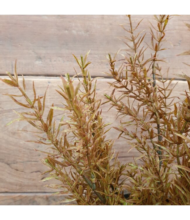 ## Juniperus Brown - 71 cm - kunst