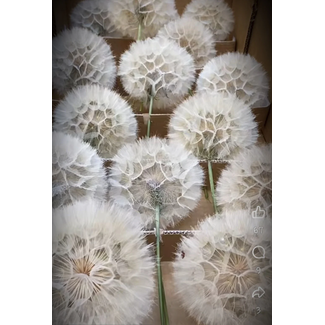 # Pluizebollen of dandelion - De bol is ong 12 cm in doorsnee - per stuk