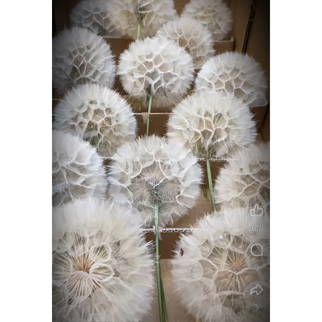 # Pluizebollen of dandelion - De bol is ong 12 cm in doorsnee - per stuk