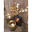## Lunaria goud-L7B15H40CM