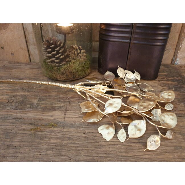 ## Lunaria goud-L7B15H40CM