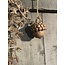 Acorns De Luxe Jewel ca.D.10 x H.7-kleinste