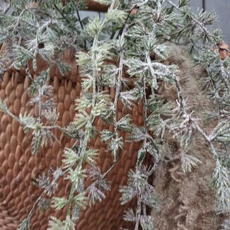 Cedar Spray w/Pine Snowed 92cm