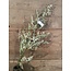 ## limonium spray wit 90 cm