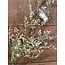 ## limonium spray wit 90 cm