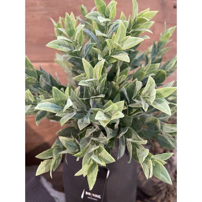 ## Groen ruscus struikje 33 cm