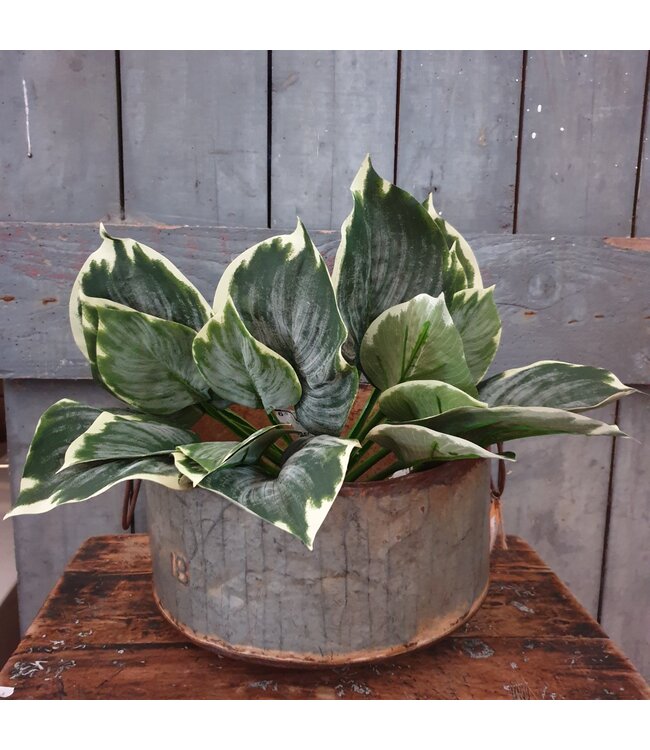 Hosta Leaf Bush W/10 lvs 40cm