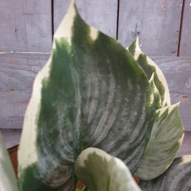 Hosta Leaf Bush W/10 lvs 40cm
