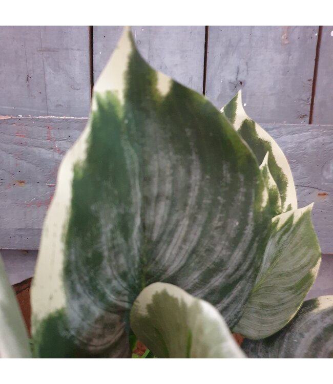 Hosta Leaf Bush W/10 lvs 40cm