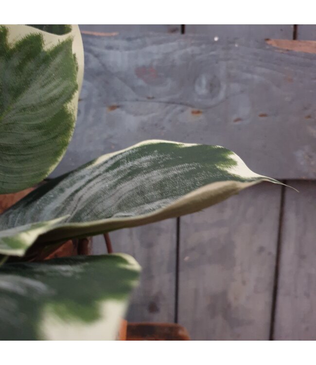 Hosta Leaf Bush W/10 lvs 40cm