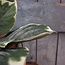 Hosta Leaf Bush W/10 lvs 40cm