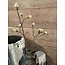 ## Esdoorn fruit tak Quince S wit - l55b12,5h2,5cm