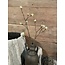 ## Esdoorn fruit tak Quince S wit - l55b12,5h2,5cm
