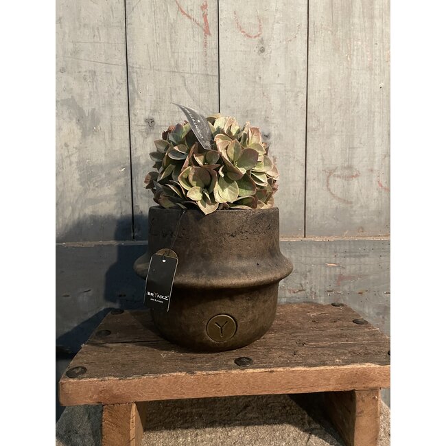# Planter Line Majestic Brown M D.19 H.15