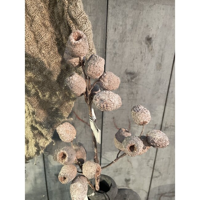 ## Mespulus Nature 60 cm