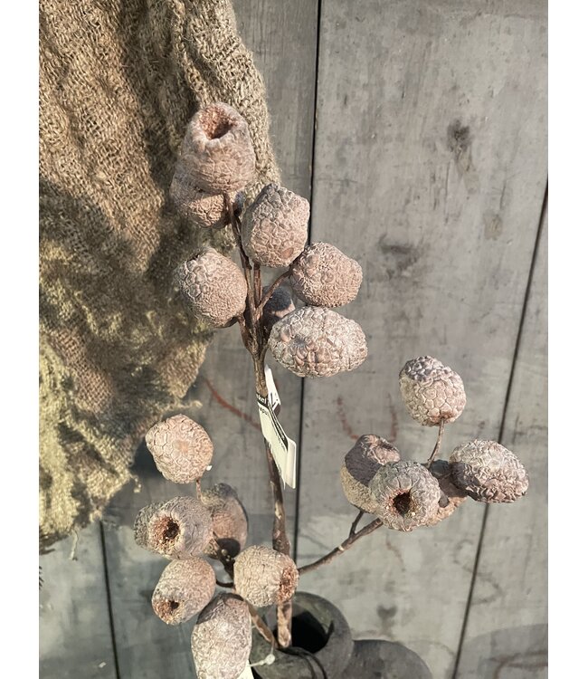 ### Mespulus Nature 60 cm