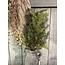 Pine and Cedar Spray 66cm