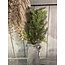 Pine and Cedar Spray 66cm