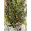 Pine and Cedar Spray 66cm