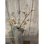 Countryfield ## Esdoorn fruit tak Quince S roze-L55B12,5H2,5CM