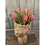 # Tulip Bundle x7 32cm