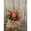 # Tulip Bundle x7 32cm