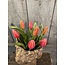 # Tulip Bundle x7 32cm