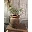 ## Stellaria Grey Green Bush 41 cm