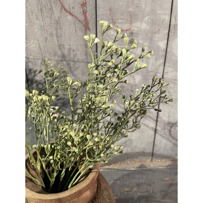 Stellaria Grey Green Bush 41 cm